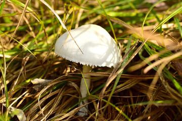 A poisonous mushroom has grown in the forest under a tree.