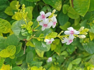 Flowers with delicate white outer petals, red inner petals, blooming in bunches. Looks outstanding on green leaves, very beautiful.