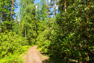 View of the walking trail in the forest, Arboretum Mustila, Finland