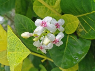 Flowers with delicate white outer petals, red inner petals, blooming in bunches. Looks outstanding...