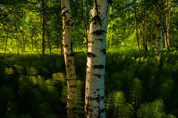 birch trees in dense thickets of fern.