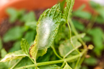 Caterpillar weaving its nest with silk during metamorphosis.