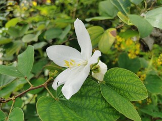 The white flowers with thin petals on the green leaves blossom very beautifully.