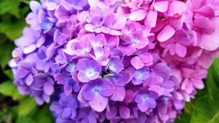 Closeup of pink and purple hydrangea blooms on the bush. 
