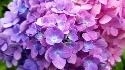 Extreme closeup of pink and purple hydrangea blooms on the bush. 