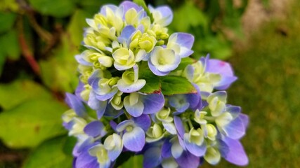 Newly budding hydrangea flower with white green and blue buds. (portrait bloom orientation)