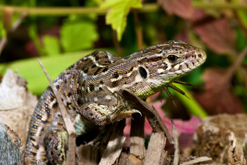 Lizard sits on the ground on an autumn background