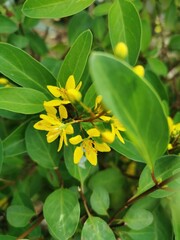 Fototapeta premium A bunch of yellow flowers Looks outstanding on green leaves, very beautiful.