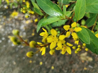 A bunch of yellow flowers Looks outstanding on green leaves, very beautiful.