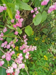 Pink flowers with delicate petals It looks outstanding on the green leaf background, very beautiful.