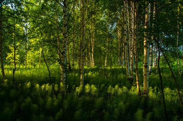 birch trees in dense thickets of fern.