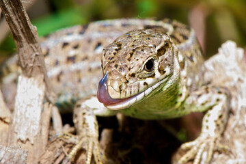 Lizard sits on the ground and eats an insect on an autumn background