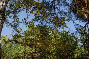 Golden birch leaves and pine branches on a blue sky background