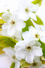 透きとおる白い花びらの梨の花