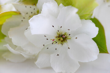 透きとおる白い花びらの梨の花