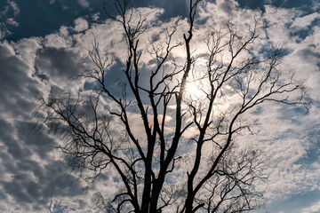 Obraz premium beautiful treetop of a birch in the nature reserve with blue sky in the background