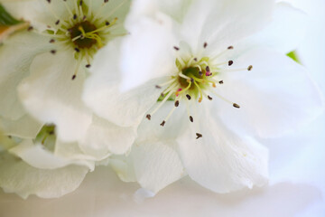 透きとおる白い花びらの梨の花