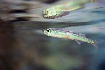 Juvenile European bass fish reflecting on the surface of the sea.