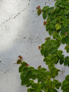 fondo de pared pintada de color blanco con hojas de planta de hiedra, enredadera creciendo sobre el muro, a la sombra 