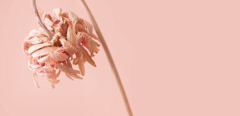 Pink background with a dried flower. Copy space. Minimalism