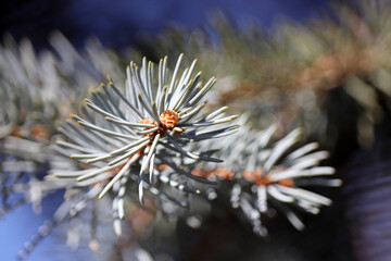 Naklejka na ściany i meble Silver spruce branches with needles close-up, natural New Year tree for Christmas background