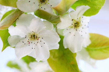 透きとおる白い花びらの梨の花