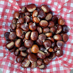 Maronen aus dem Wald im Herbst, selbst gesammelt auf rot weiß karriertem Stoff