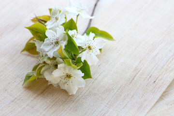 Fototapeta na wymiar 透きとおる白い花びらの梨の花