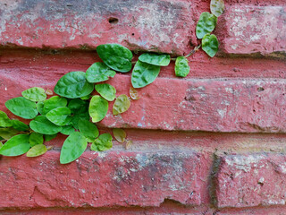 fondo muro de ladrillos a la vista, pintados con pintura roja, con hojas de enredadera, hiedra...