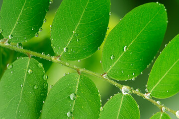 water drops on green leaf, purity nature background