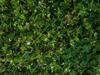 Fototapeta na wymiar fondo en primer plano de pasto, césped y pequeñas hojas de plantas con flores blancas chicas