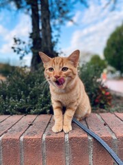 cat on the roof, adorable cat lick tongue out