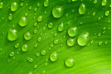 water drops on green leaf, purity nature background