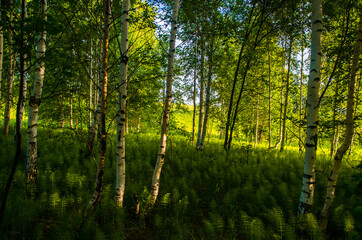 Obraz premium birch trees in dense thickets of fern.