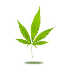 Cannabis leaf isolated on white