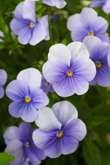 庭に咲く紫色のビオラ