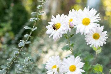 white fall flowers in the garden