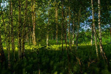 birch trees in dense thickets of fern.
