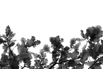 Black oak leaves on branches in the form of a frame on a white background. Black and white abstract image.