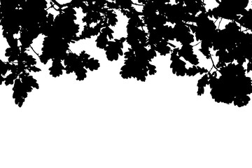 Black oak leaves on branches in the form of a frame on a white background. Black and white abstract image.