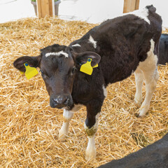 Black Calf Farm