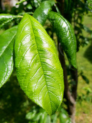 primer plano de hojas verdes de planta. con detalle de nervios, con pasto y hojas pequeñas de fondo, luz de sol