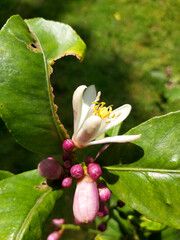 primer plano de planta con flor de pétalos blancos abiertos y pequeños pimpollos morados alrededor, con hojas verdes, y fondo de pasto, césped desenfocado