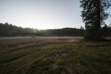 moor landscape in the fog in the landscape protection area The nature reserve...