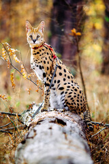 serval wild cat against autumn yellow background