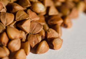 pine cones background