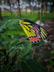 butterfly on flower