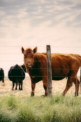 Seems like this cow didn't like posing for me...