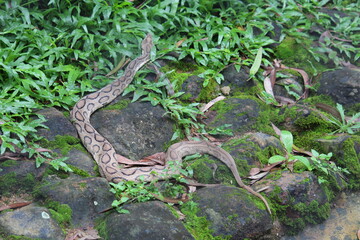 A Russel viper slithering in backyard in wayanad, kerala, india