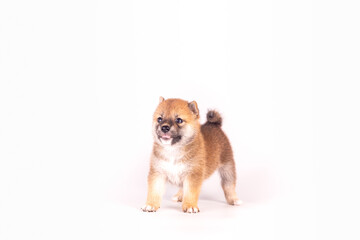 Close-up of a Newborn Shiba Inu puppy. Japanese dog. Beautiful shiba inu puppy color brown. Puppy on white background.